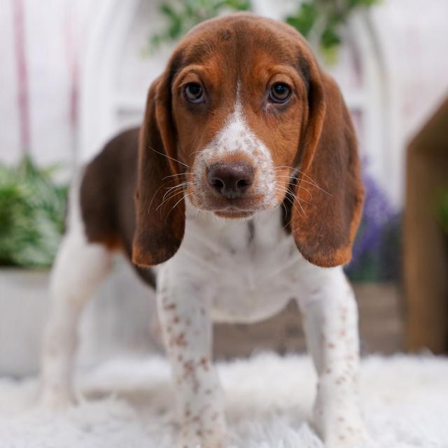 Preston  - Beagle