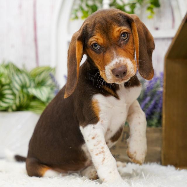 Benson - Beagle