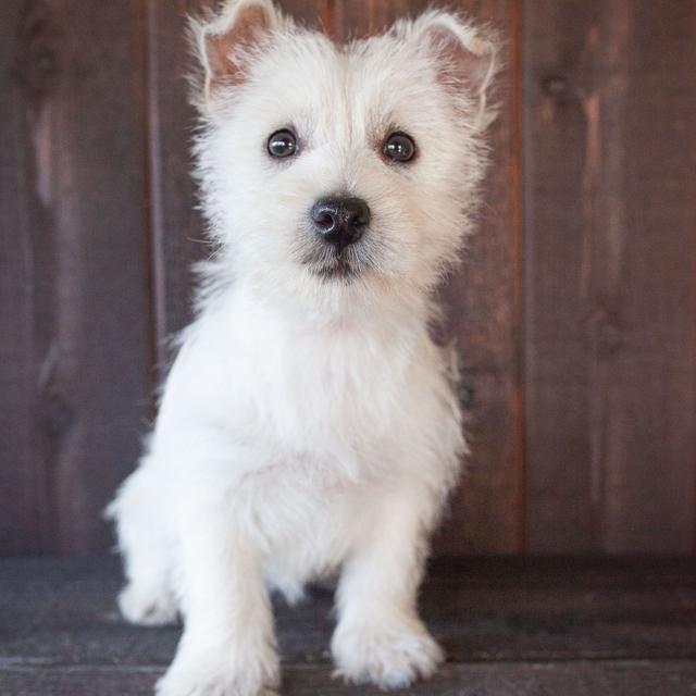Sophie - West Highland White Terrier