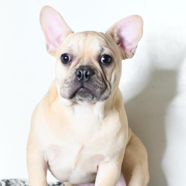 Walter - French Bulldog