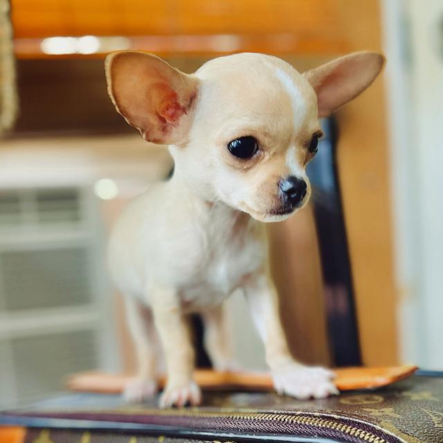 Hayat - Chihuahua