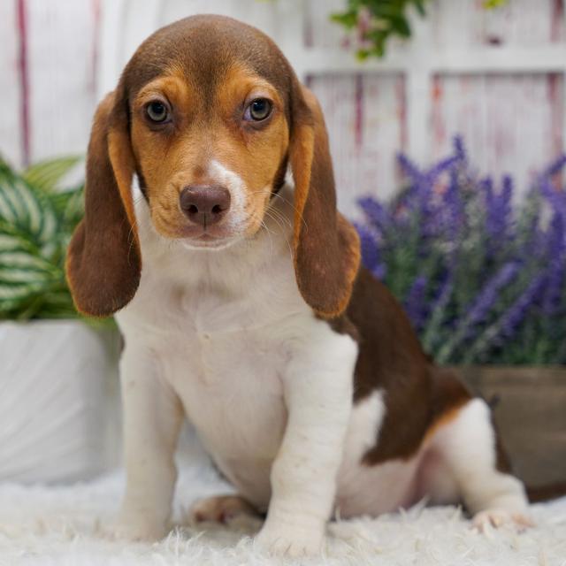 Timmy - Beagle