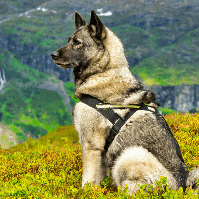 norwegian elkhound